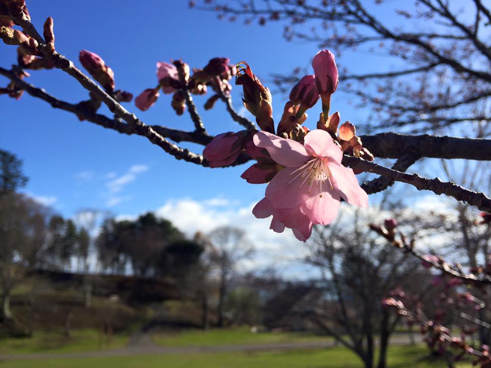 子野日公園の桜