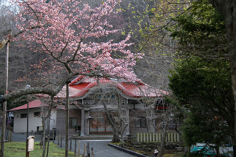 5月9日老桜樹