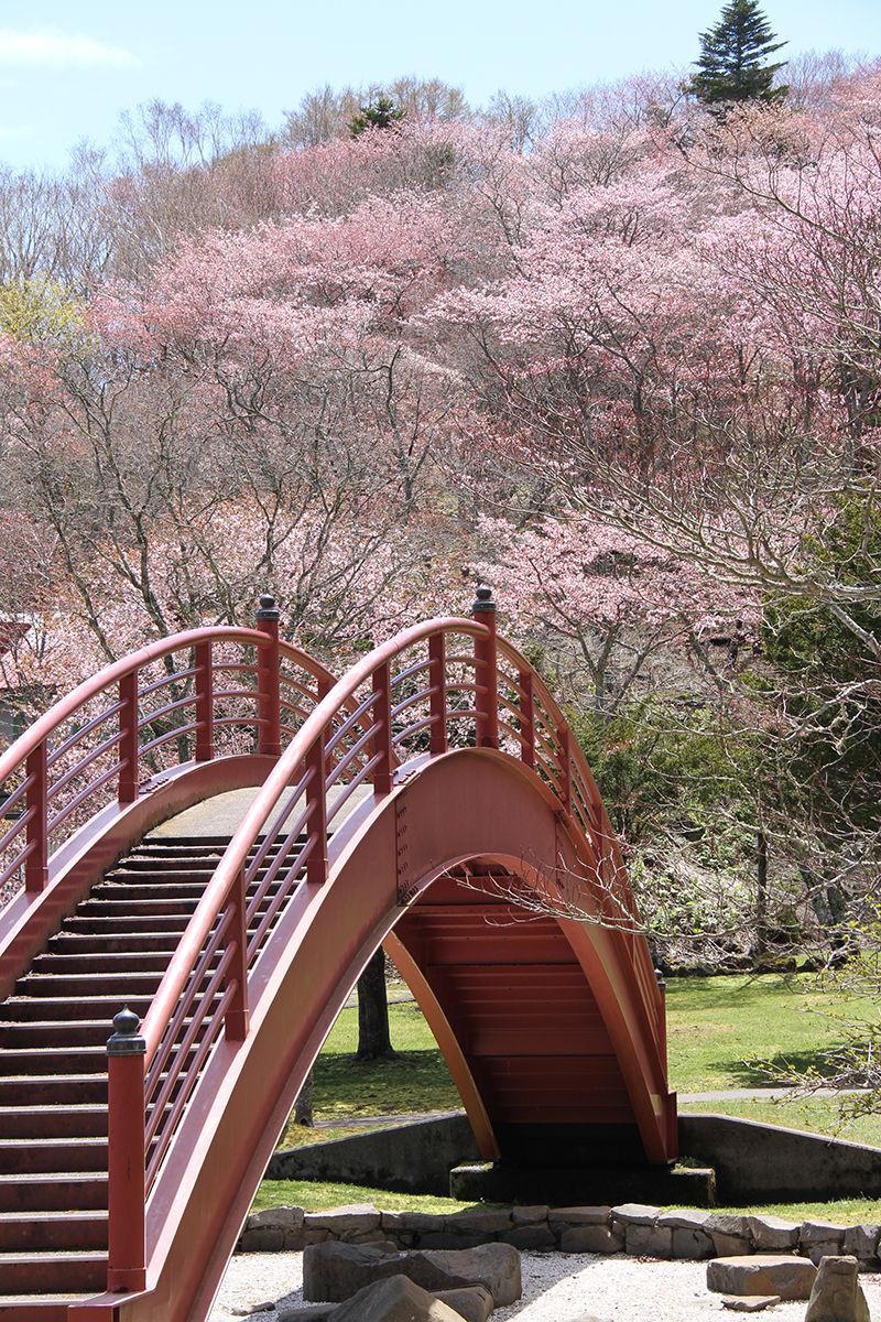 ふれあい橋と桜