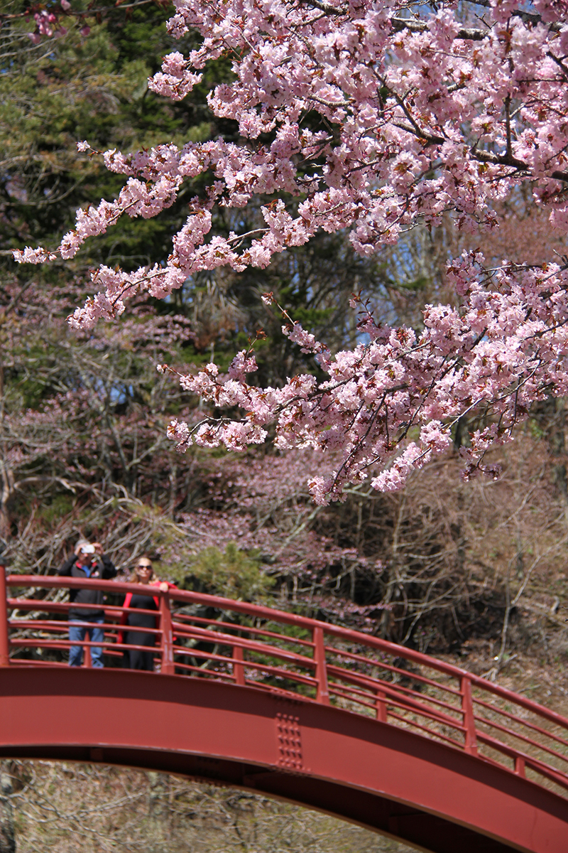 桜を観賞している人