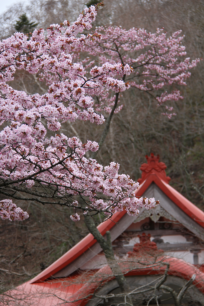 国泰寺の老桜樹