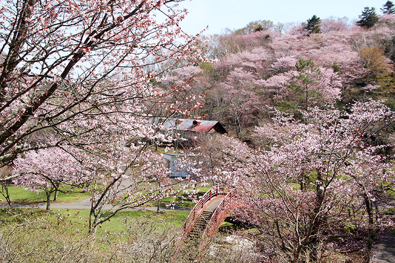 5月13日の桜2