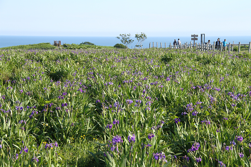 原生花園あやめヶ原