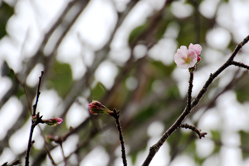 時季外れの桜