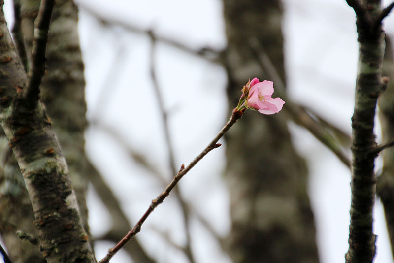 時季外れの桜