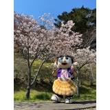 毎年、子野日公園で満開の桜を楽しみます！