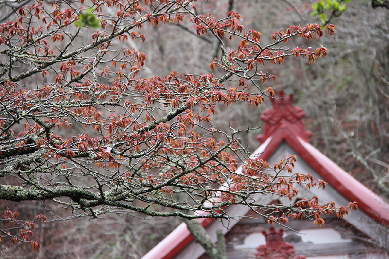 老桜樹（ろうおうじゅ）