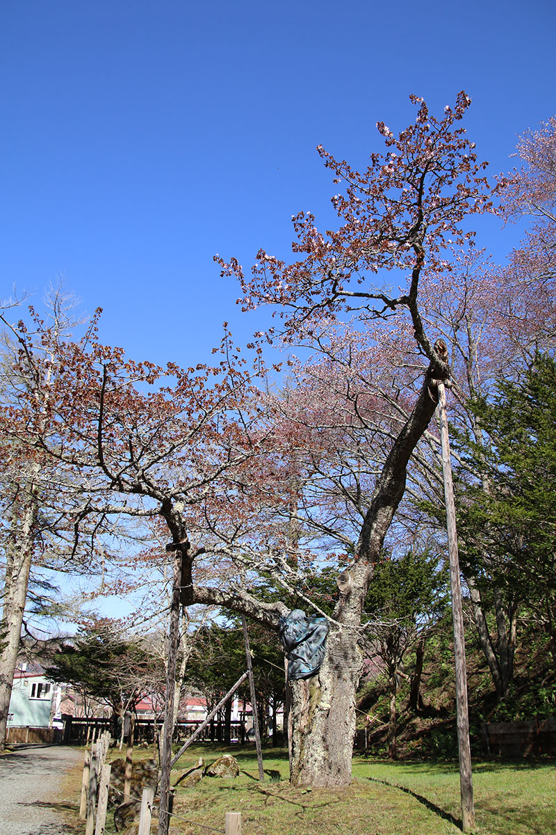 5月12日の老桜樹