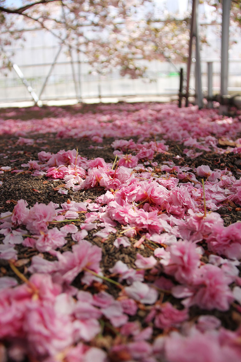 散った普賢象の花びら