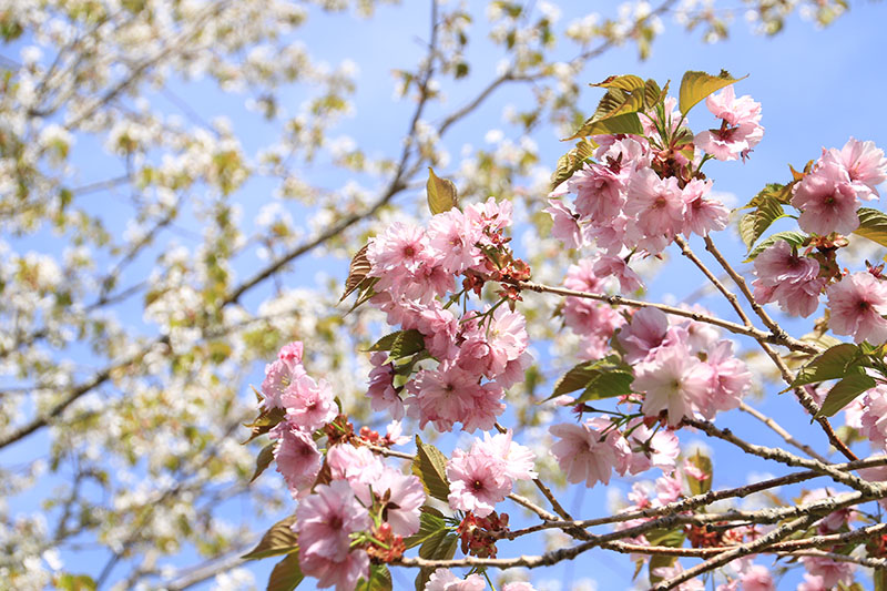 5月29日の桜