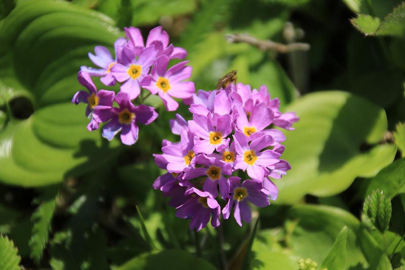 5月29日のあやめヶ原の花