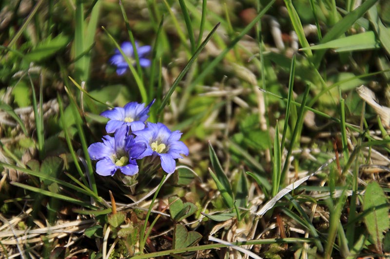 5月29日のあやめヶ原の花