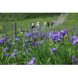 原生花園あやめヶ原