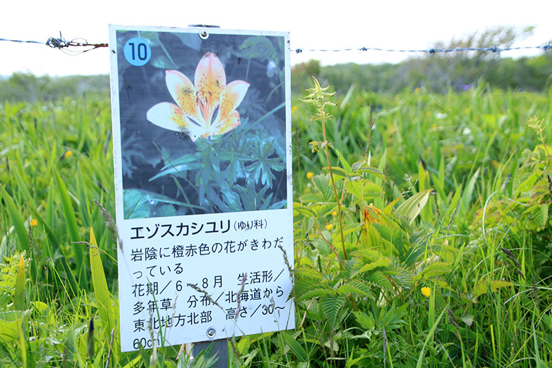 花の看板