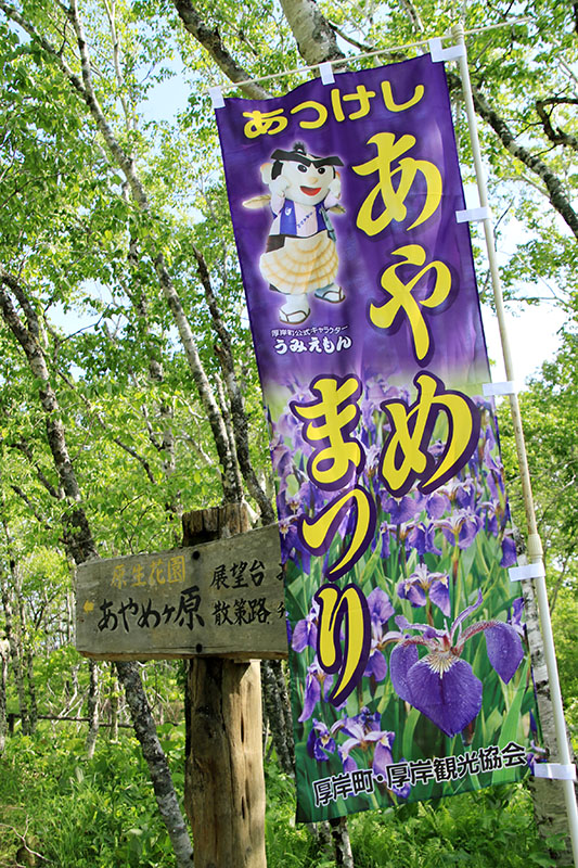 あやめまつりののぼり