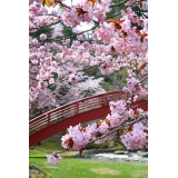 桜の名所子野日公園