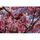 桜の名所子野日公園