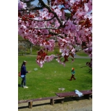 桜の名所子野日公園
