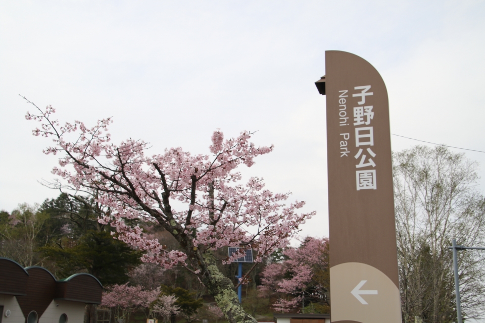 01sakura