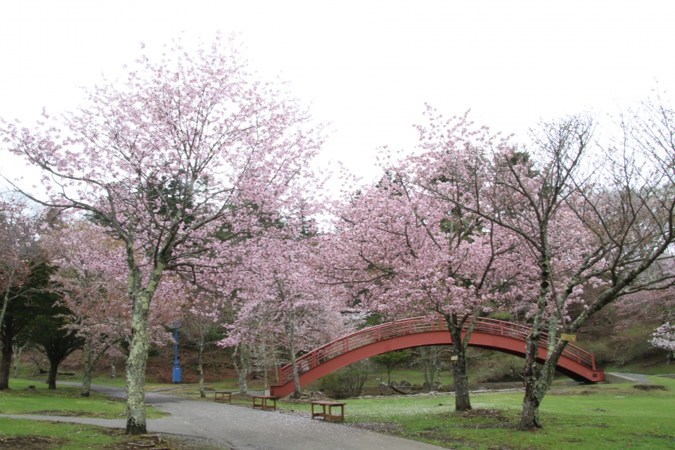02sakura