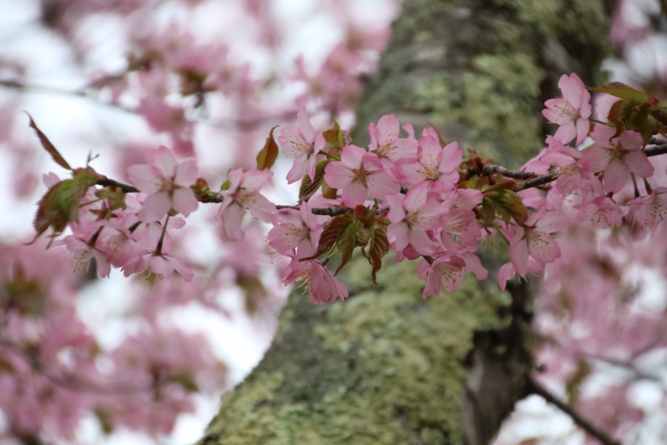 03sakura