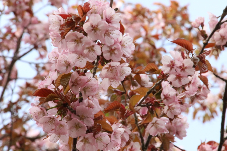 04sakura