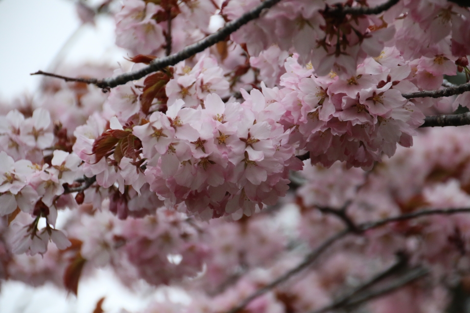 05sakura