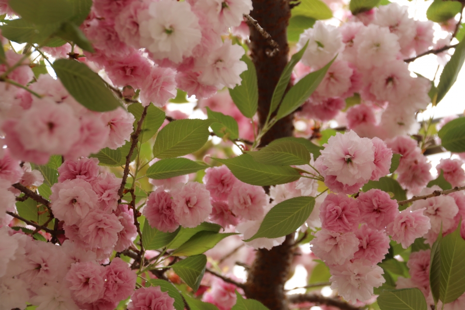 06sakura