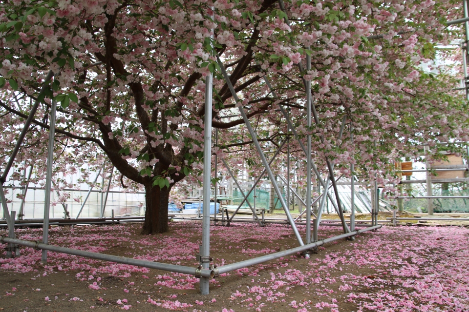 07sakura
