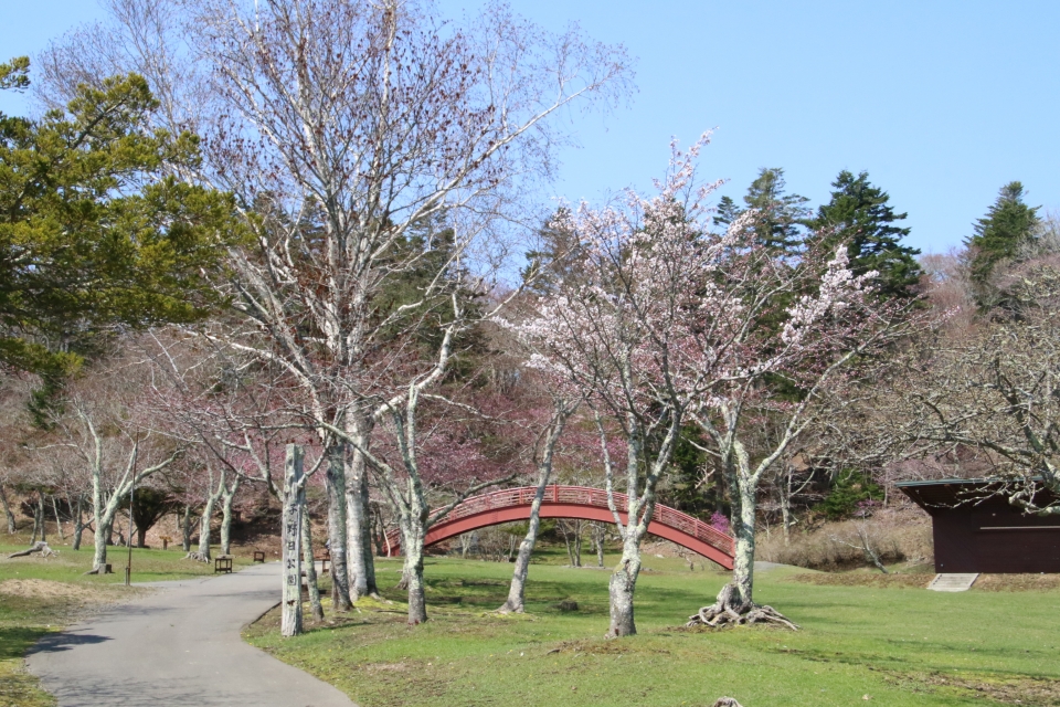 子野日公園の桜の様子