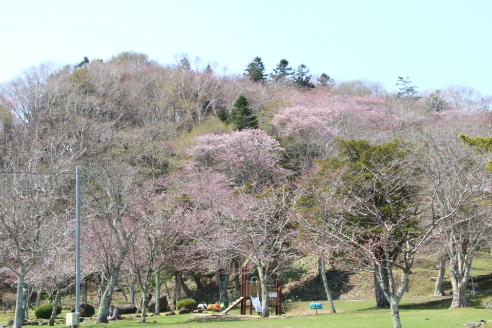 子野日公園の斜面の桜