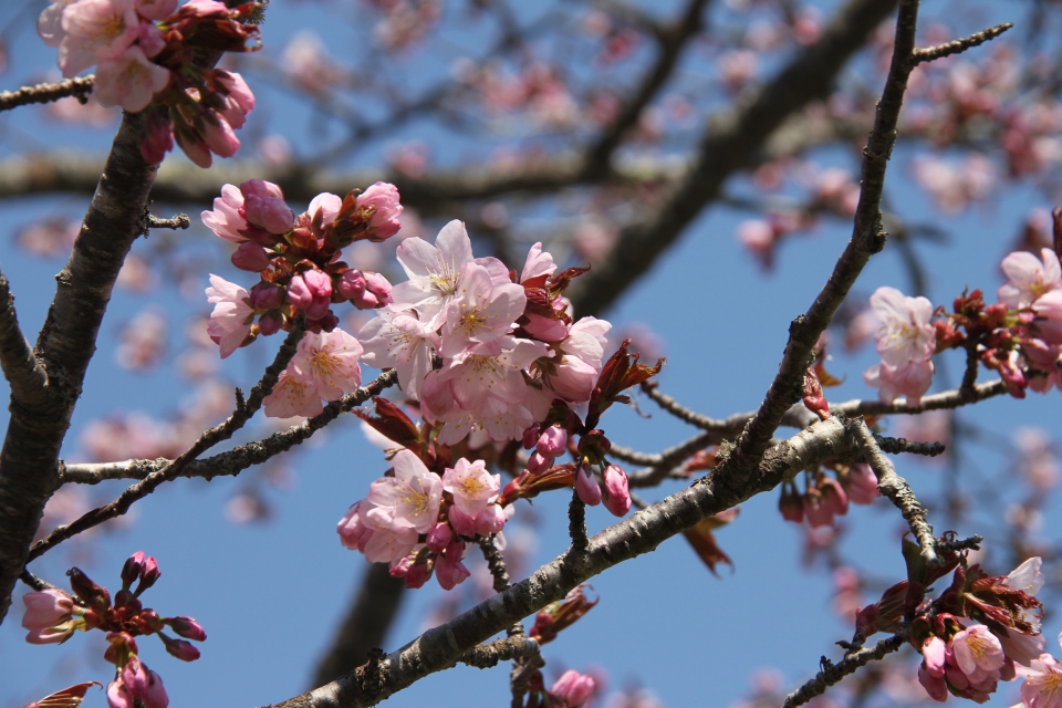 子野日公園の桜