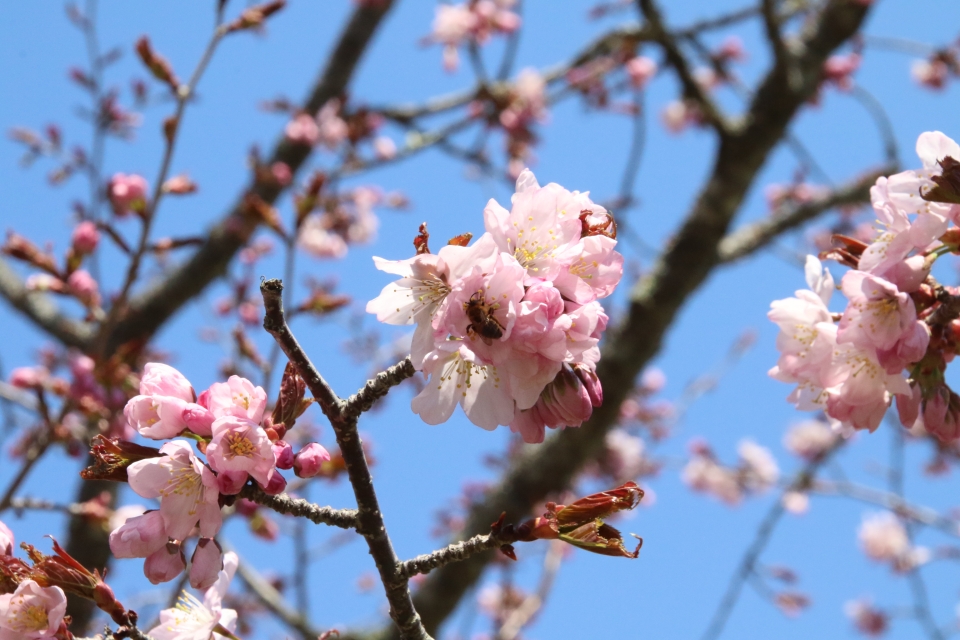 子野日公園の桜（ミツバチ）