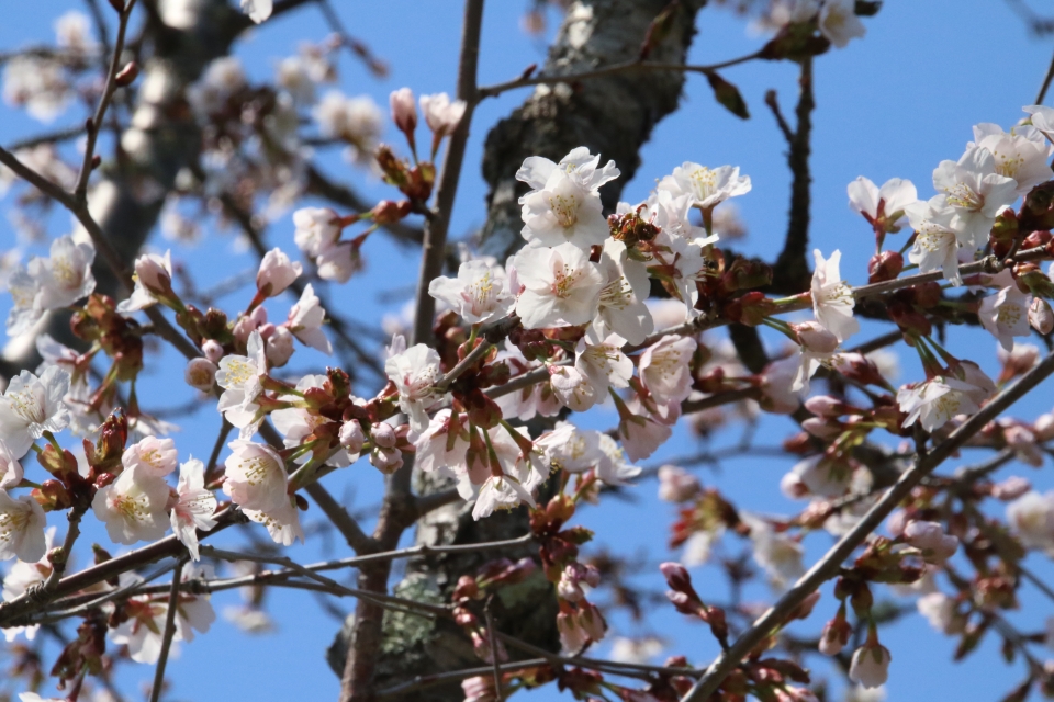 子野日公園の白い桜