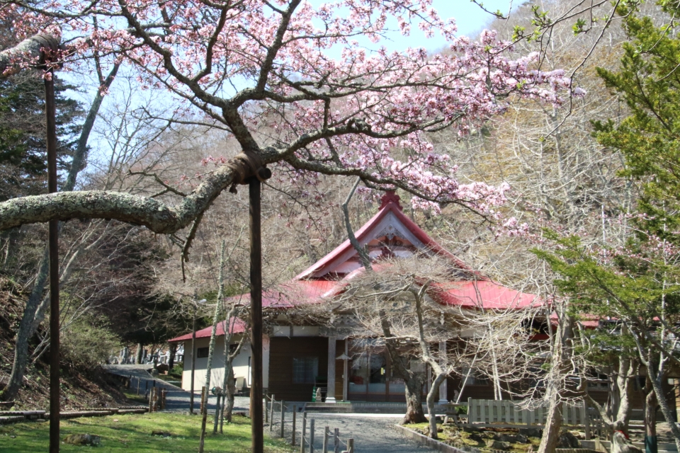 国泰寺の老桜樹