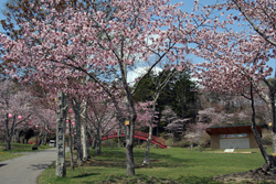 子野日公園